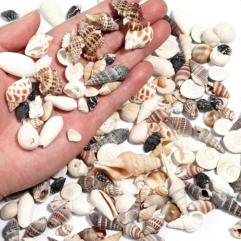1 Box Muscheln Spiralförmige Muscheln Winzige Ozean-Spiralmuscheln Bastelbedarf Aquarium-Dekoration Landschaftsgestaltungszubehör Fotografie-Requisiten