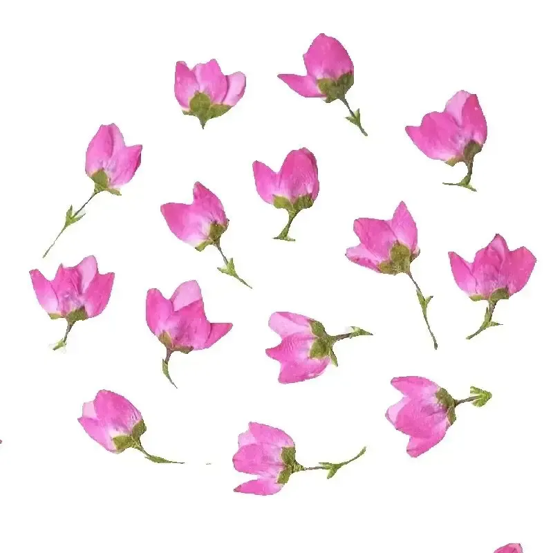 40 Stück/1-1,5 cm, gepresste Mini-Trockenblumen für DIY-Blumenarrangements, Harz-Handyhüllen, Lesezeichen, Pflanzenproben, Fotorahmen, Bastelbedarf